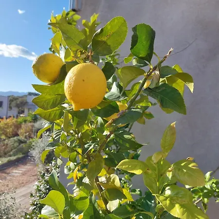 Apartament Porto-vecchio - Lecci