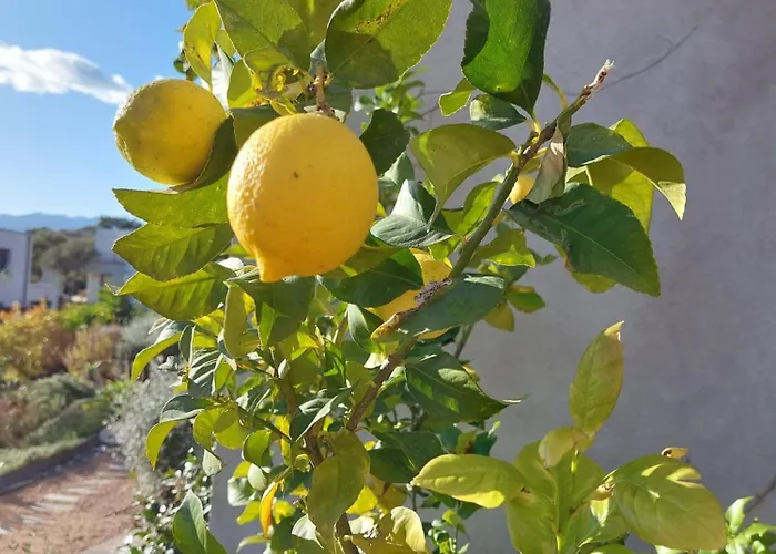 Apartment Porto-vecchio - Lecci